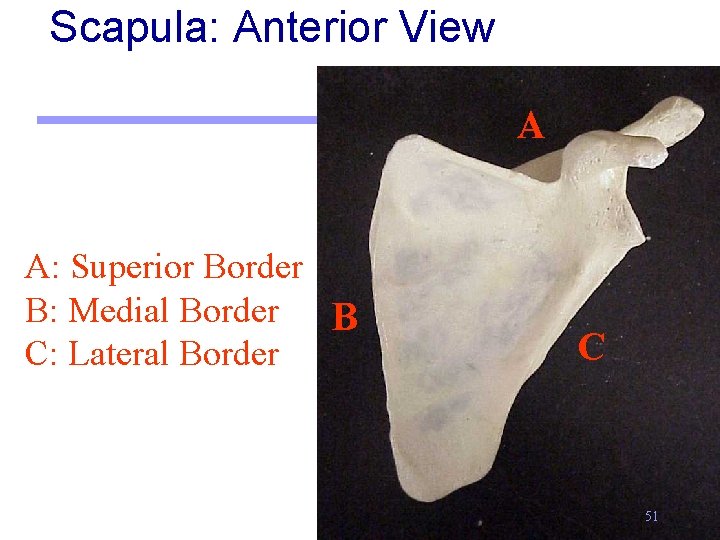 Scapula: Anterior View A A: Superior Border B: Medial Border B C: Lateral Border
