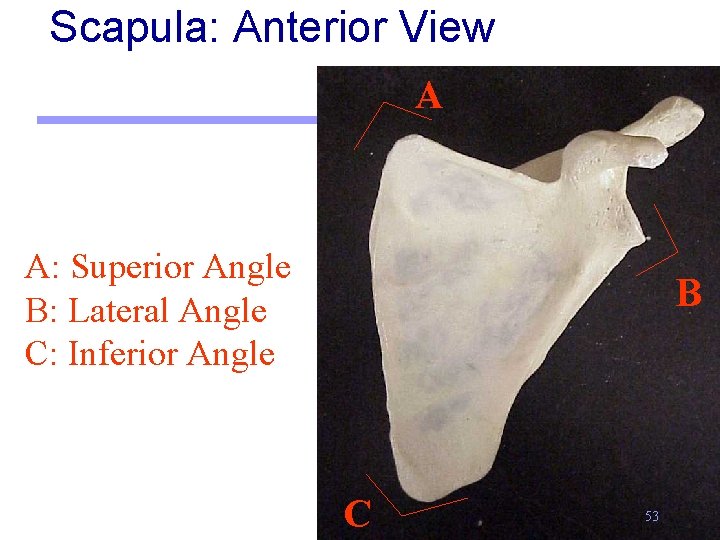 Scapula: Anterior View A A: Superior Angle B: Lateral Angle C: Inferior Angle B