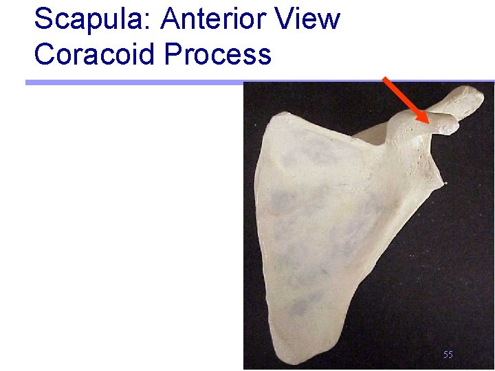 Scapula: Anterior View Coracoid Process 55 