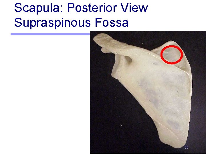 Scapula: Posterior View Supraspinous Fossa 56 