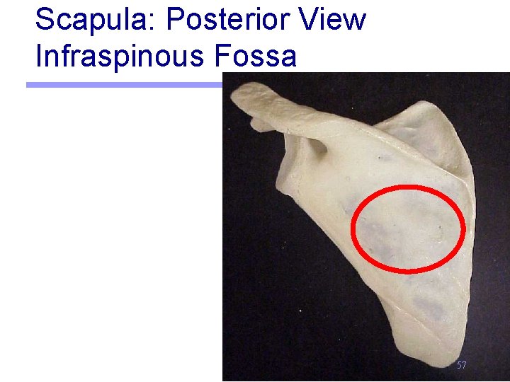 Scapula: Posterior View Infraspinous Fossa 57 