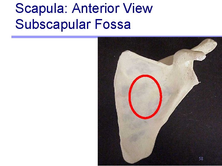 Scapula: Anterior View Subscapular Fossa 58 