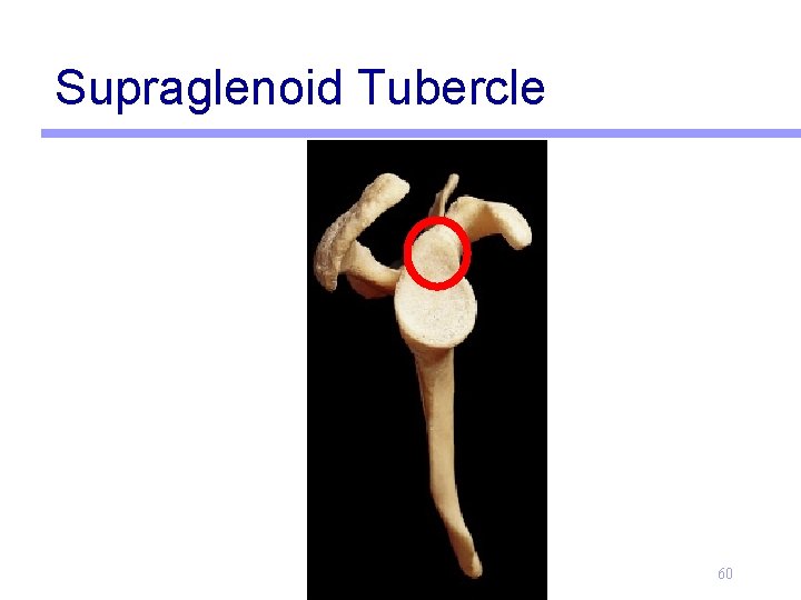 Supraglenoid Tubercle 60 