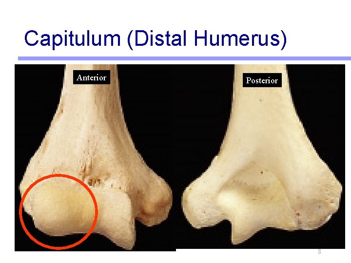 Capitulum (Distal Humerus) Anterior Posterior 8 
