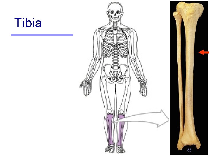 Tibia 83 