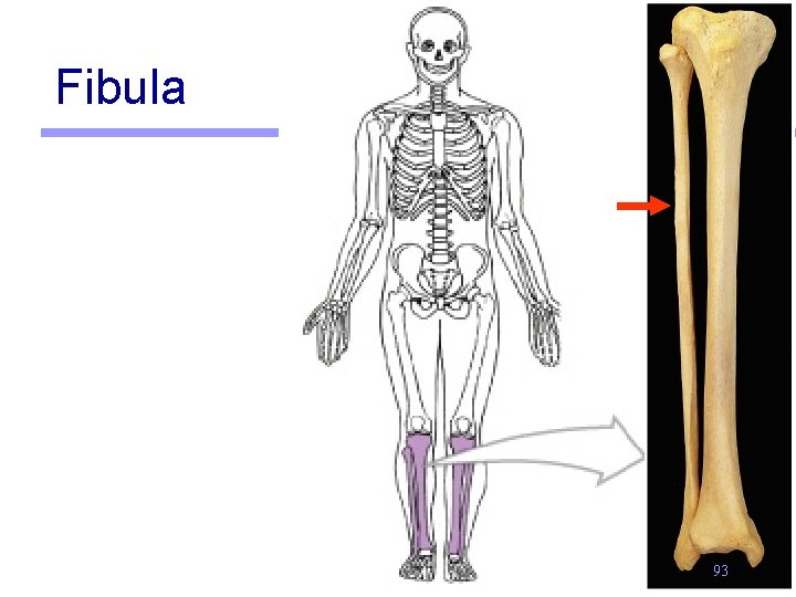 Fibula 93 