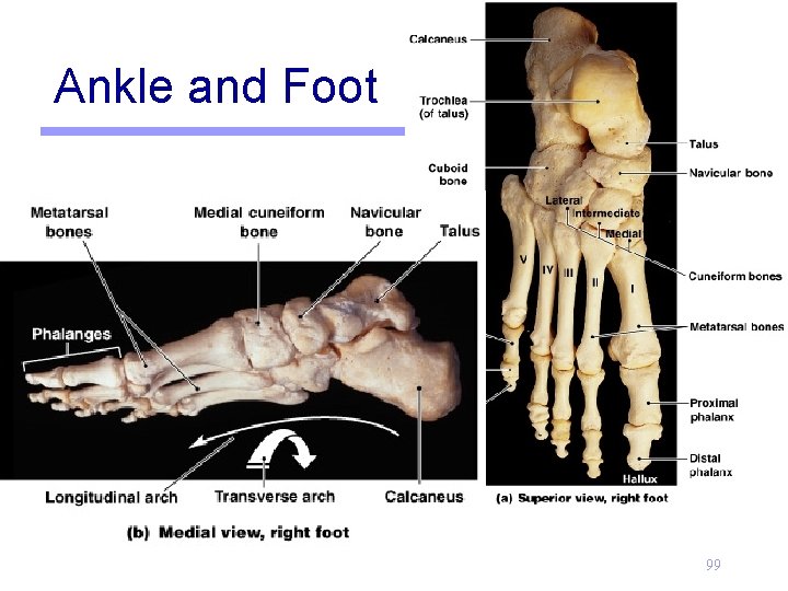 Ankle and Foot 99 