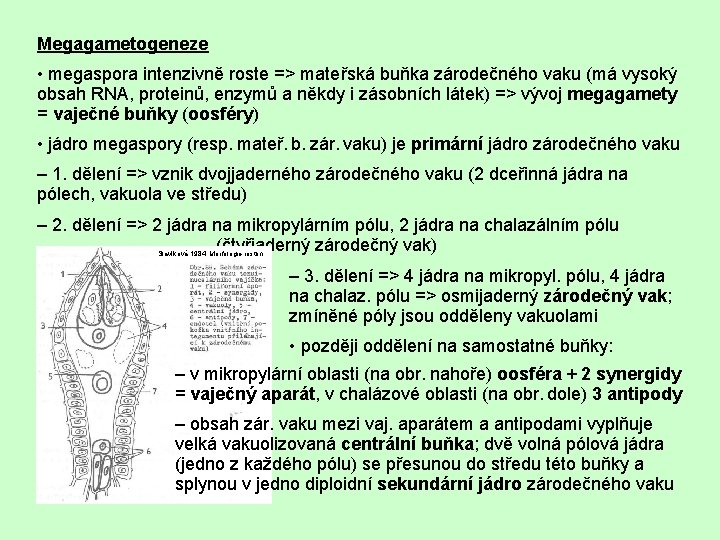 Megagametogeneze • megaspora intenzivně roste => mateřská buňka zárodečného vaku (má vysoký obsah RNA,