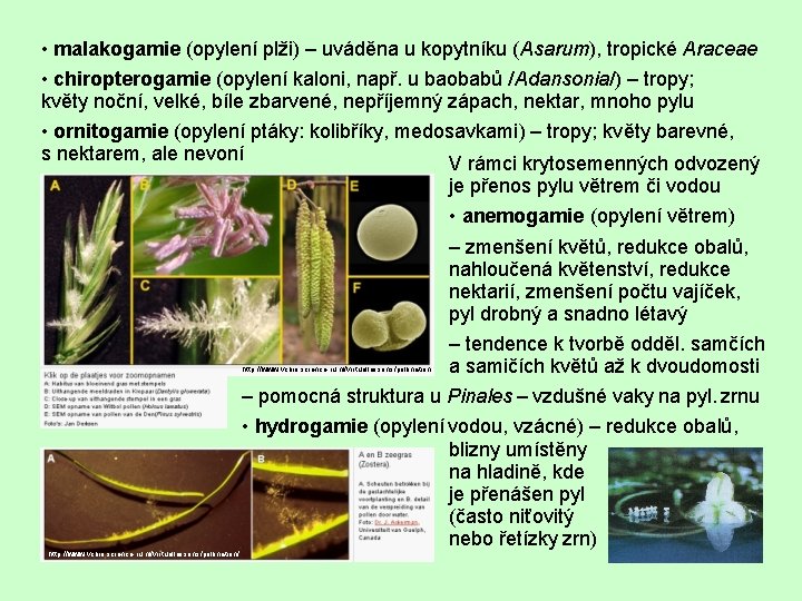  • malakogamie (opylení plži) – uváděna u kopytníku (Asarum), tropické Araceae • chiropterogamie