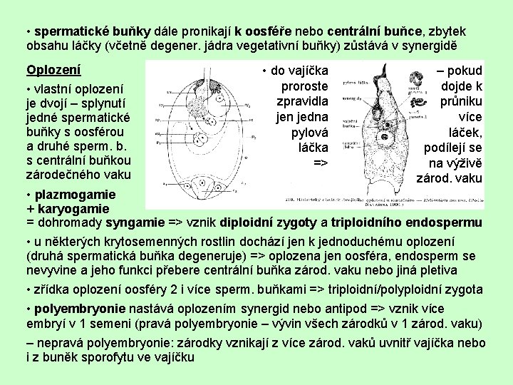  • spermatické buňky dále pronikají k oosféře nebo centrální buňce, zbytek obsahu láčky