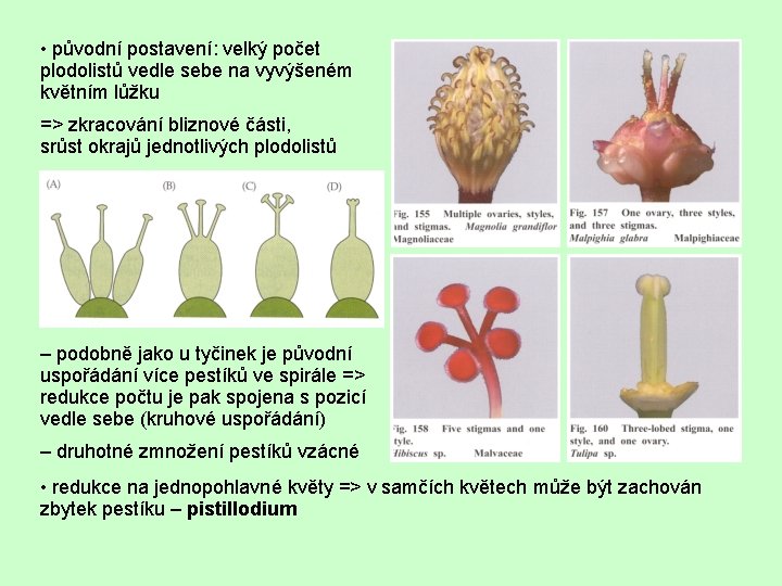  • původní postavení: velký počet plodolistů vedle sebe na vyvýšeném květním lůžku =>