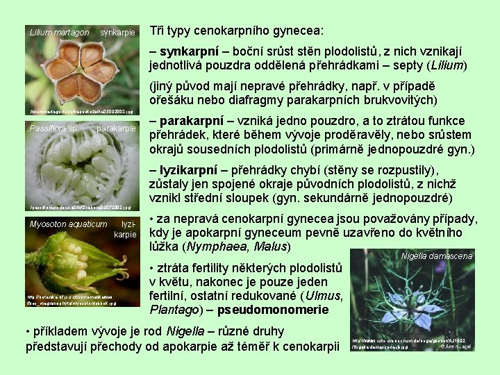 Lilium martagon synkarpie Tři typy cenokarpního gynecea: – synkarpní – boční srůst stěn plodolistů,