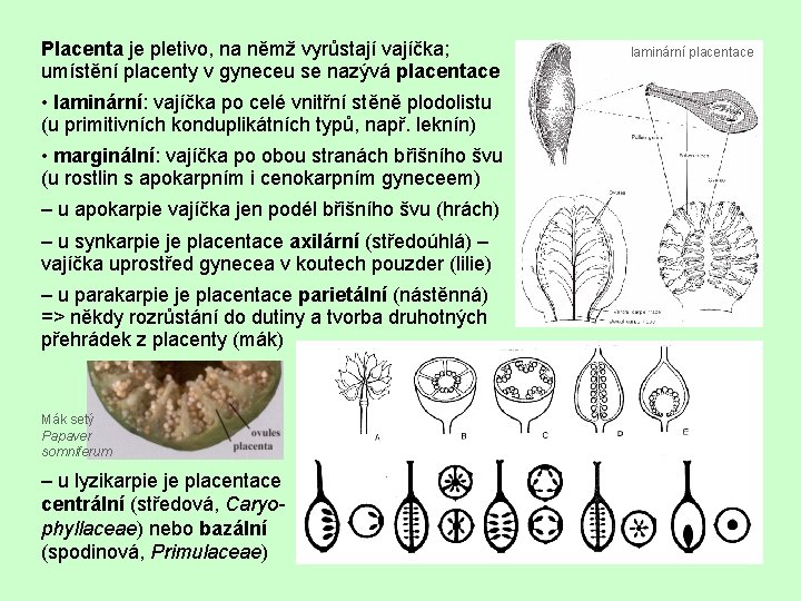 Placenta je pletivo, na němž vyrůstají vajíčka; umístění placenty v gyneceu se nazývá placentace