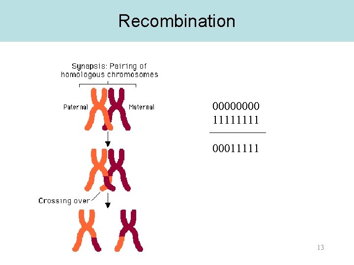 Recombination 0000 1111 00011111 13 