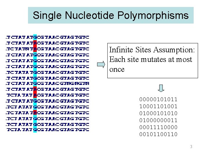 Single Nucleotide Polymorphisms Infinite Sites Assumption: Each site mutates at most once 00000101011 10001101001