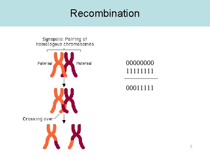 Recombination 0000 1111 00011111 5 