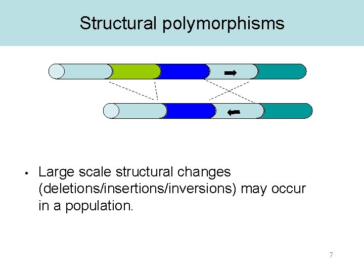 Structural polymorphisms • Large scale structural changes (deletions/insertions/inversions) may occur in a population. 7