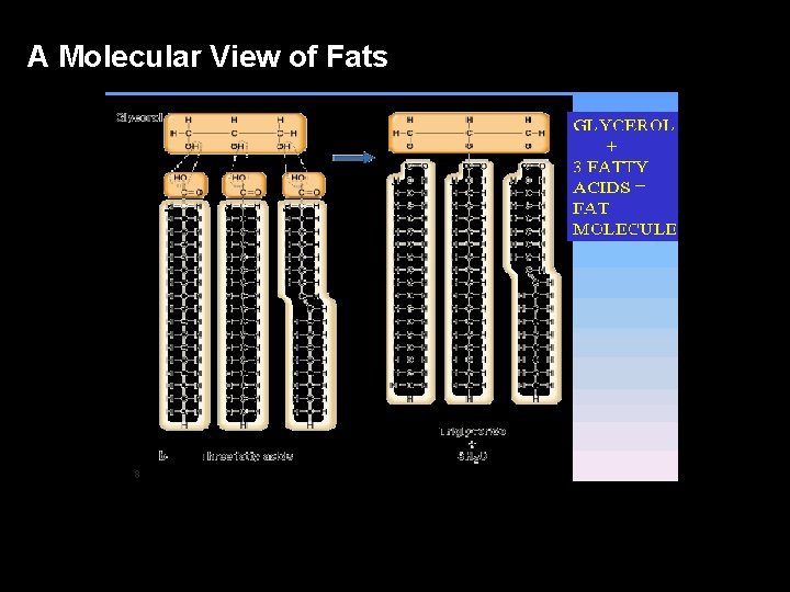 A Molecular View of Fats 