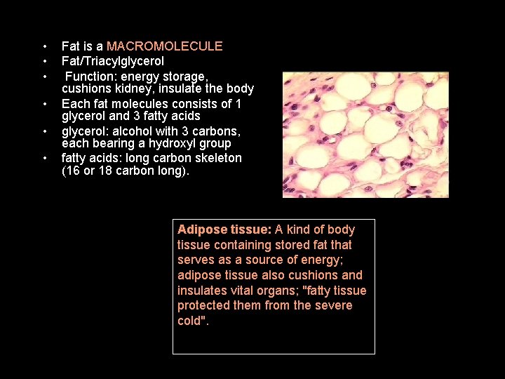  • • • Fat is a MACROMOLECULE Fat/Triacylglycerol Function: energy storage, cushions kidney,