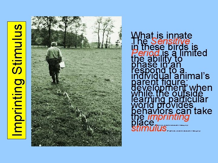 Imprinting Stimulus What is innate The Sensitive in these birds is Period is a