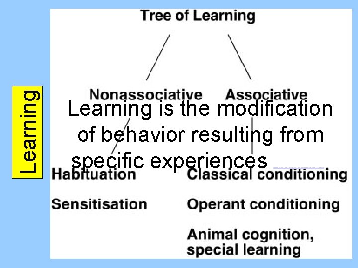 Learning is the modification of behavior resulting from specific experiences http: //biosci. usc. edu/courses/2002