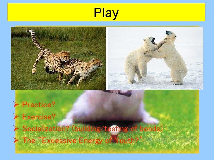 Play Ø Ø Practice? Exercise? Socialization? (building/testing of bonds) The “Excessive Energy of Youth?