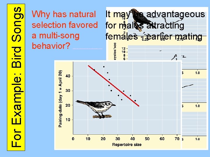 For Example: Bird Songs Why has natural It may be advantageous selection favored for