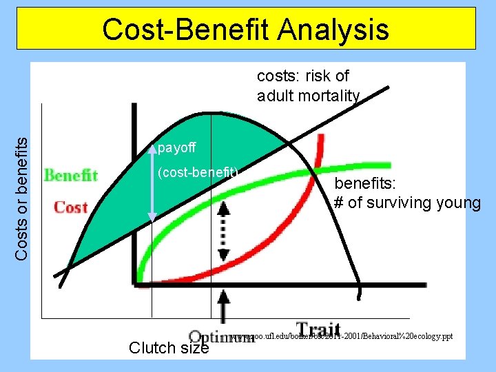 Cost-Benefit Analysis Costs or benefits costs: risk of adult mortality payoff (cost-benefit) Clutch size