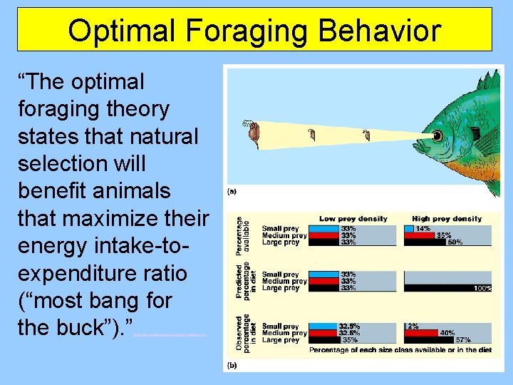 Optimal Foraging Behavior “The optimal foraging theory states that natural selection will benefit animals