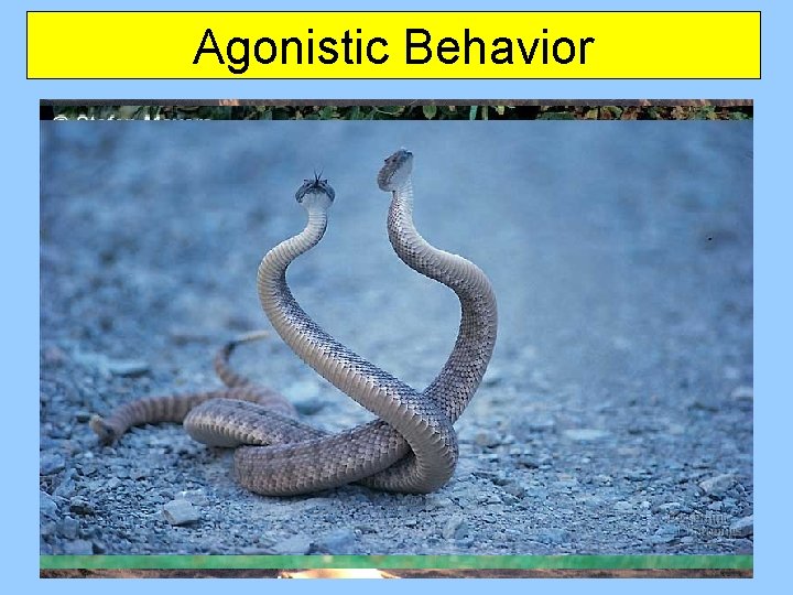 Agonistic Behavior 
