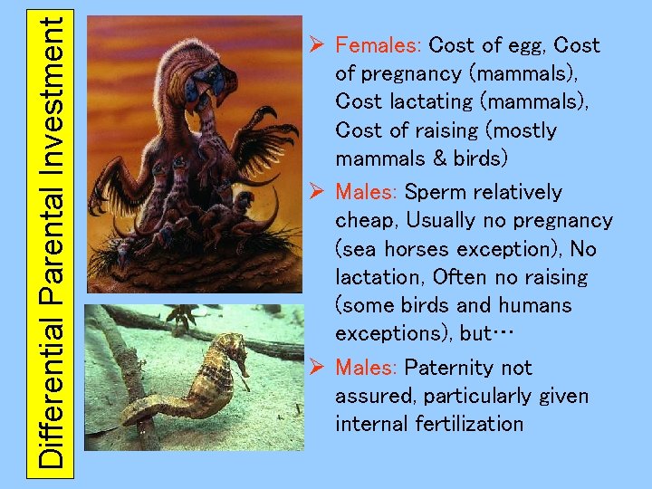 Differential Parental Investment Ø Females: Cost of egg, Cost of pregnancy (mammals), Cost lactating