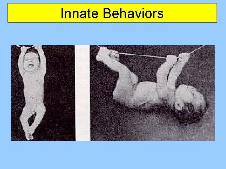 Innate Behaviors 