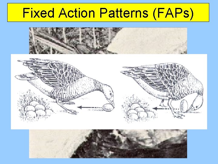 Fixed Action Patterns (FAPs) 