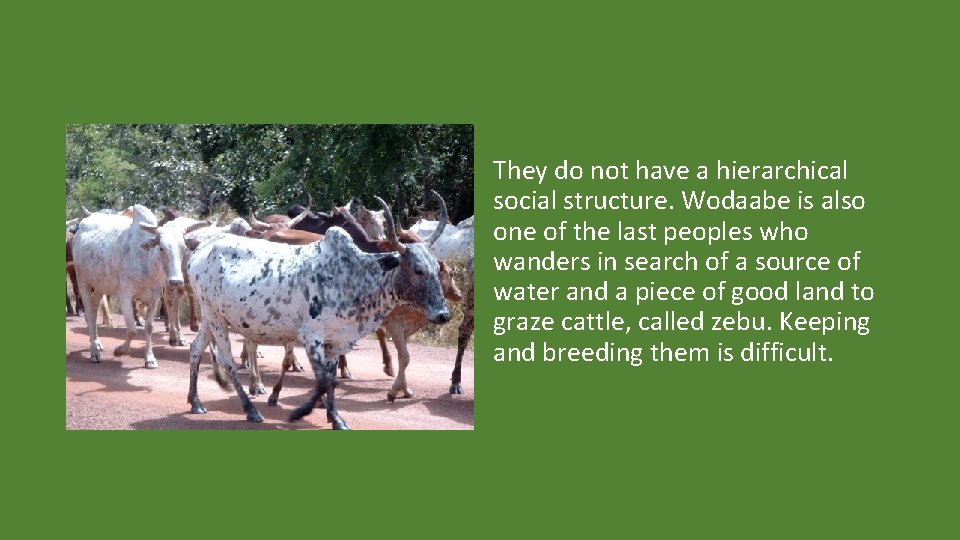 They do not have a hierarchical social structure. Wodaabe is also one of the