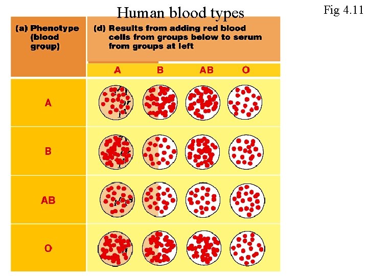 Human blood types Fig 4. 11 