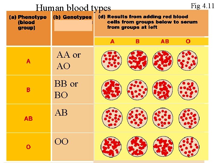 Human blood types AA or AO BB or BO AB OO Fig 4. 11