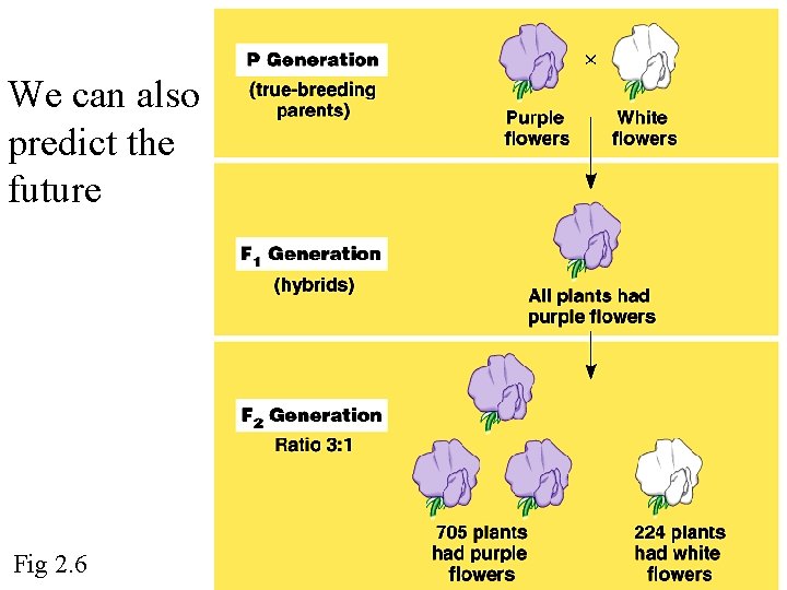 We can also predict the future Fig 2. 6 