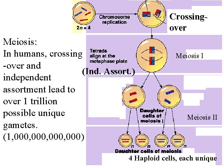 Crossingover Meiosis: In humans, crossing -over and (Ind. Assort. ) independent assortment lead to