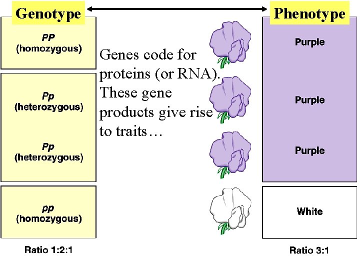 Genotype Phenotype Genes code for proteins (or RNA). These gene products give rise to