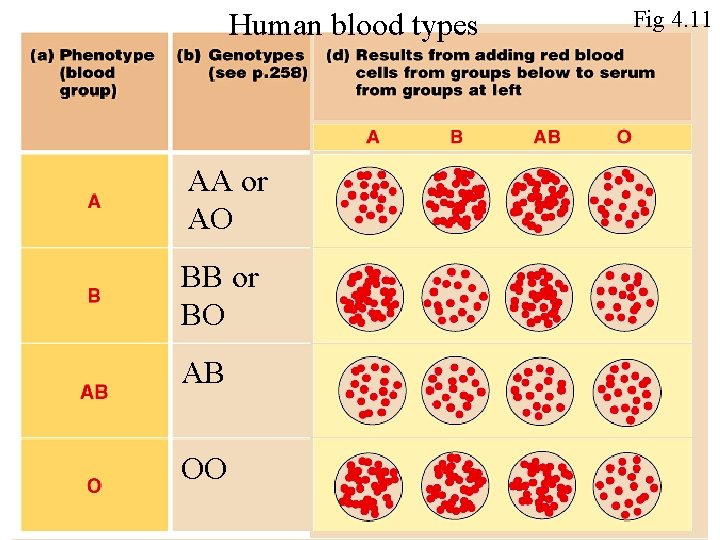 Human blood types AA or AO BB or BO AB OO Fig 4. 11