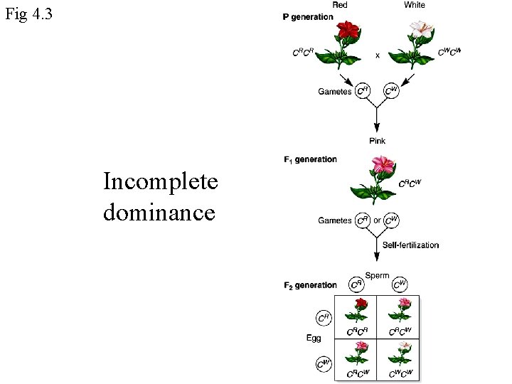 Fig 4. 3 Incomplete dominance 