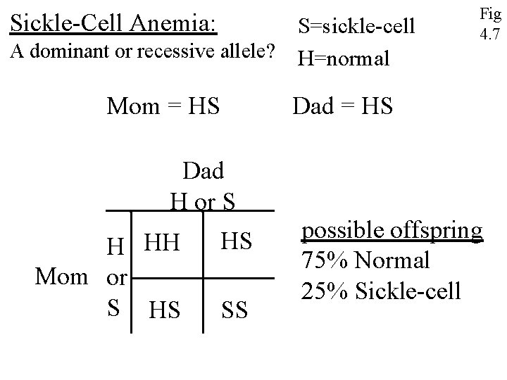 Sickle-Cell Anemia: S=sickle-cell A dominant or recessive allele? H=normal Mom = HS Dad H