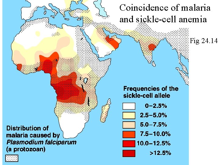 Coincidence of malaria and sickle-cell anemia Fig 24. 14 