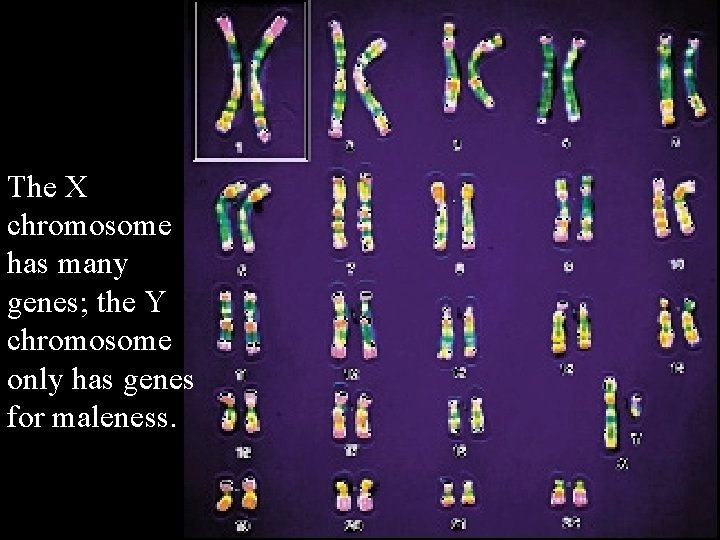 The X chromosome has many genes; the Y chromosome only has genes for maleness.