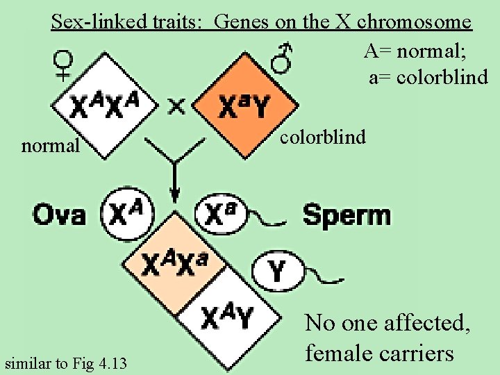 Sex-linked traits: Genes on the X chromosome A= normal; a= colorblind normal similar to