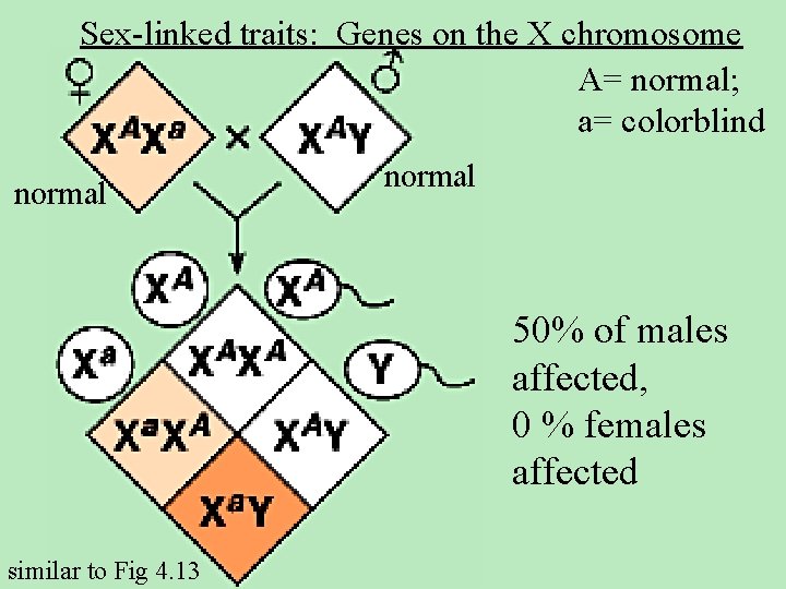Sex-linked traits: Genes on the X chromosome A= normal; a= colorblind normal 50% of