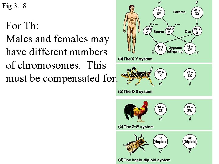 Fig 3. 18 For Th: Males and females may have different numbers of chromosomes.