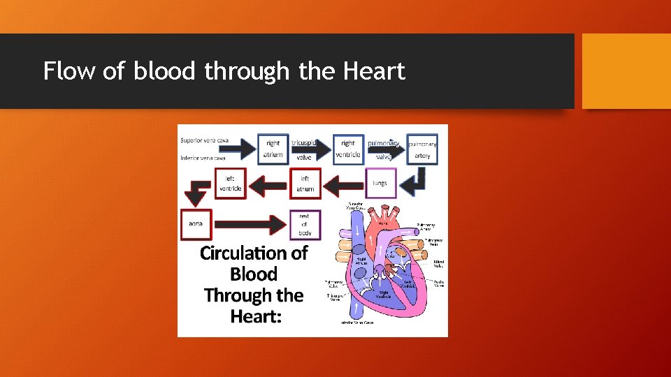 Flow of blood through the Heart 