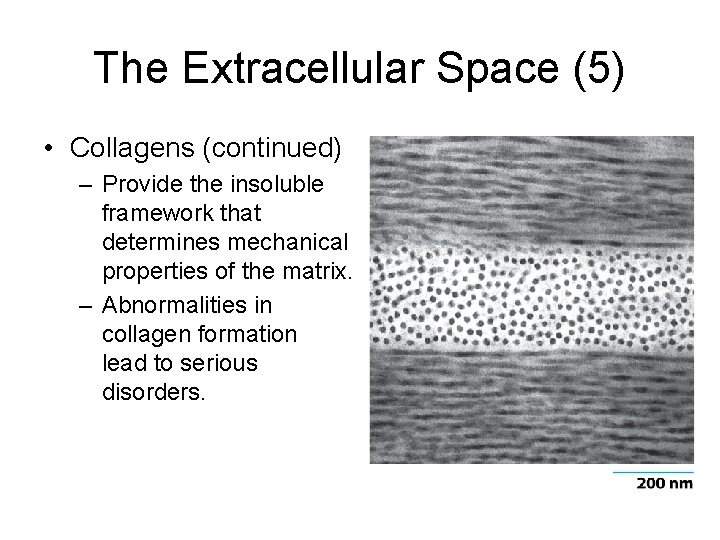The Extracellular Space (5) • Collagens (continued) – Provide the insoluble framework that determines