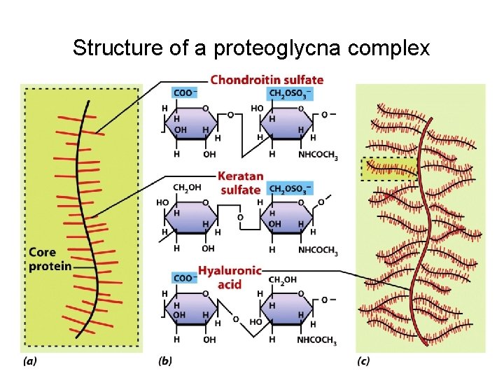 Structure of a proteoglycna complex 